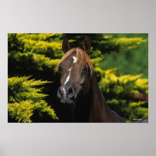 Arabiska Stallion Poster