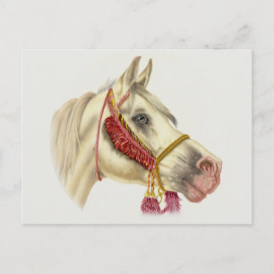 Arabiska Stallion Vykort