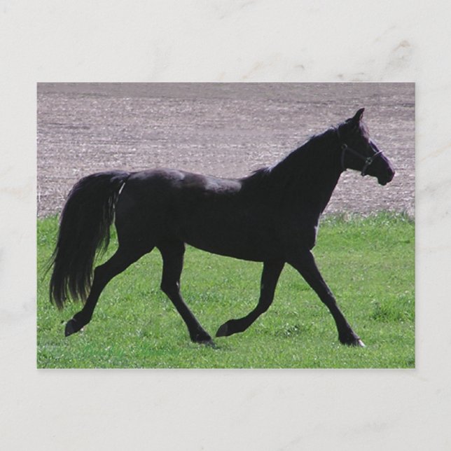 Arabiska vykort (Framsida)