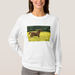 Arabiskt föl och sto som springer genom t-shirt