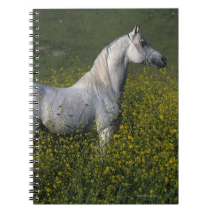 Arabiskt hästanseende i blommor anteckningsbok