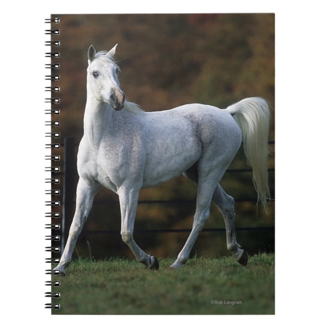 Arabiskt hästspring 1 anteckningsbok (Framsidan)