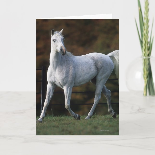 Arabiskt hästspring 1 kort (Framsida)