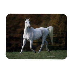 Arabiskt hästspring 1 magnet