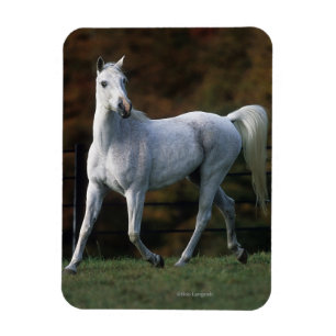 Arabiskt hästspring 1 magnet
