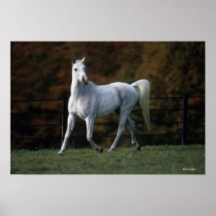 Arabiskt hästspring 1 poster
