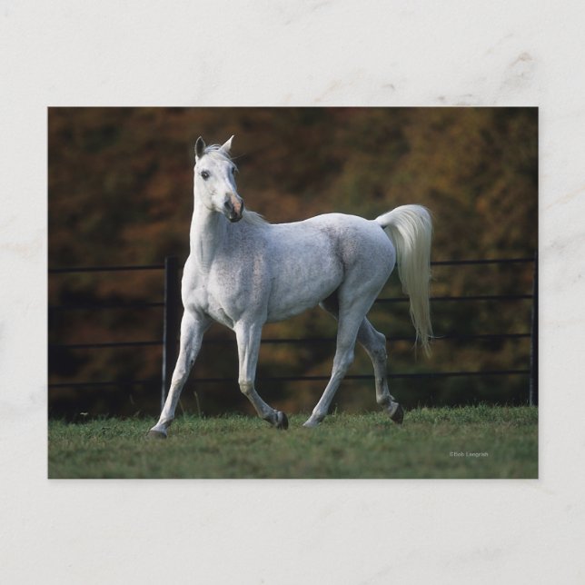 Arabiskt hästspring 1 vykort (Framsida)