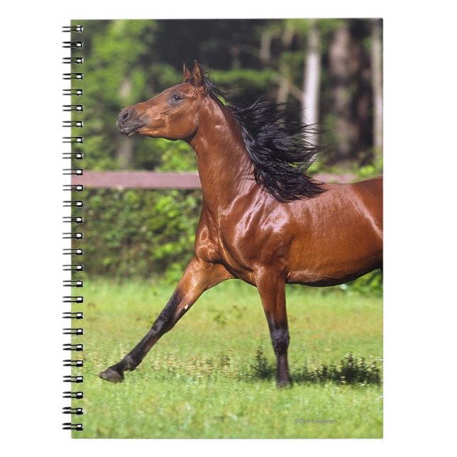 Arabiskt hästspring 2 anteckningsbok (Framsidan)