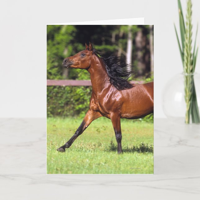 Arabiskt hästspring 2 kort (Framsida)