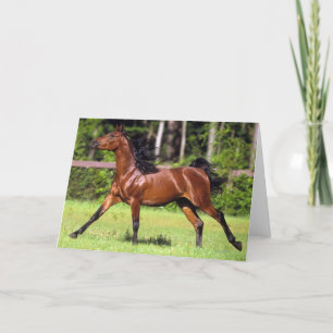 Arabiskt hästspring 2 kort