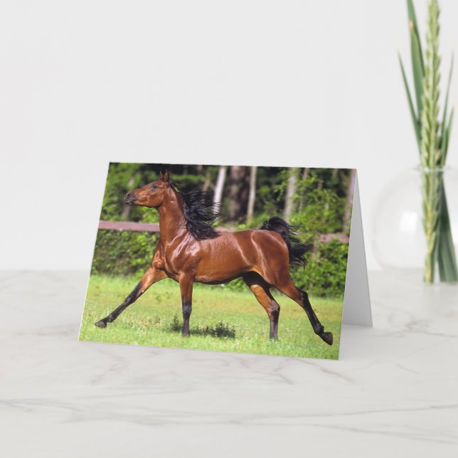 Arabiskt hästspring 2 kort (Framsida)