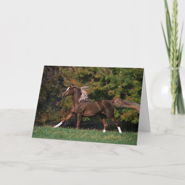 Arabiskt hästspring i gräs- fält kort (Framsida)