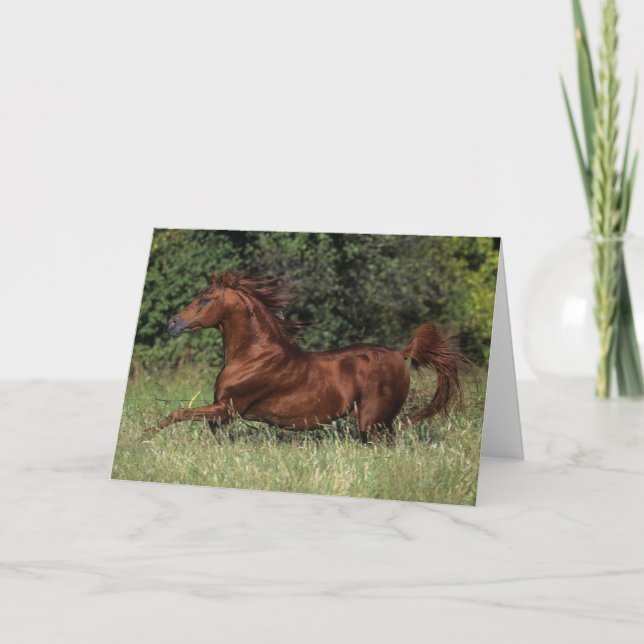 Arabiskt hingstspring i gräset kort (Framsida)