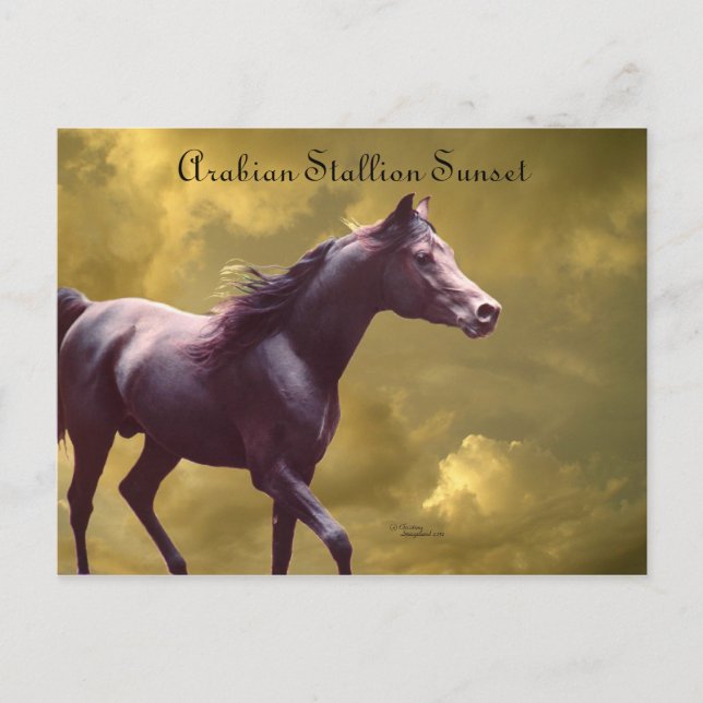 Arabiskt Stallion Stormy Sunset Postcard Vykort (Framsida)