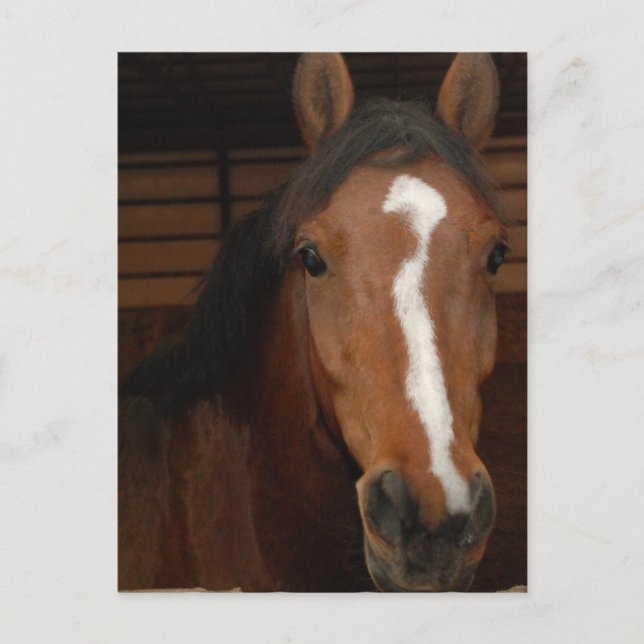 Arabiskt vykort för hästar (Framsida)