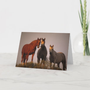 Arabs på solnedgången kort