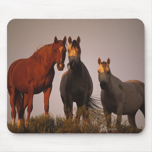 Arabs på solnedgången musmatta (Framsidan)