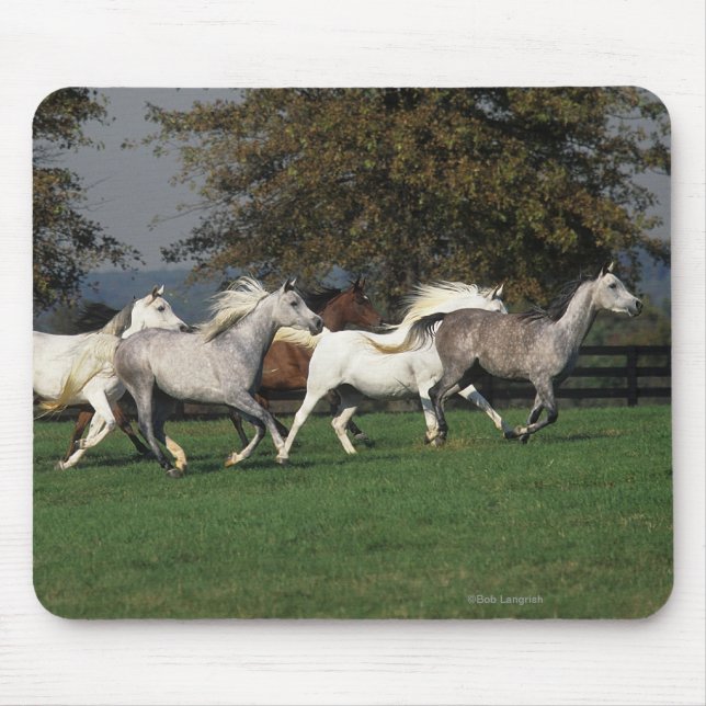 Arabs som är rinnande i fält musmatta (Framsidan)