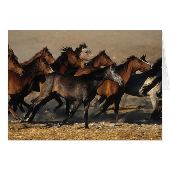 Arabs som är rinnande i öknen hälsningskort (Framsidan Horizontal)