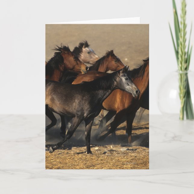 Arabs som är rinnande i öknen kort (Framsida)