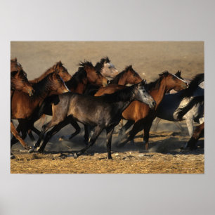 Arabs som är rinnande i öknen poster