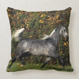 Arabsspring: Höst Kudde