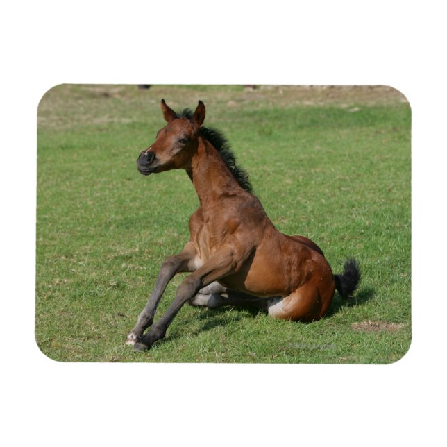 Arabvalen sitta magnet (Horisontell)
