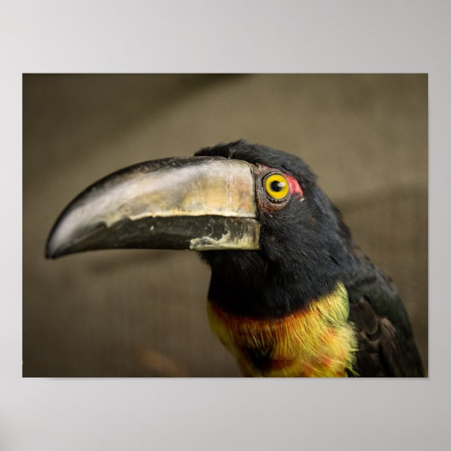 Aracari Poster (Framsidan)