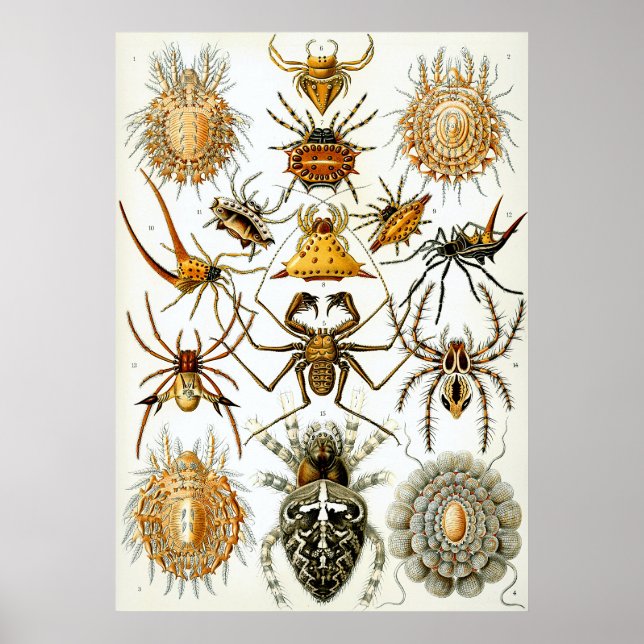 Arachnid Scientific Illustration Poster (Framsidan)