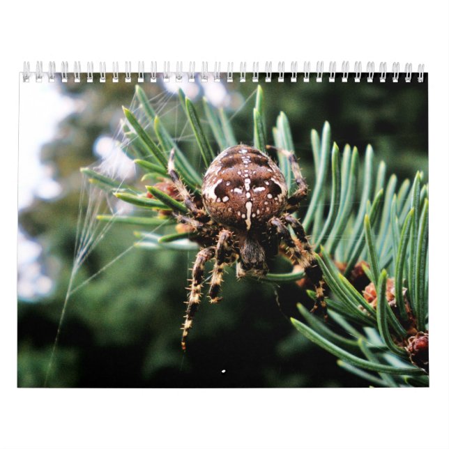 Arachnida Kalender (Omslag)
