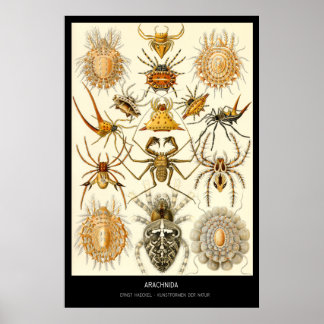 Arachnida - Plate 58 - Kunstformen der Natur Poster