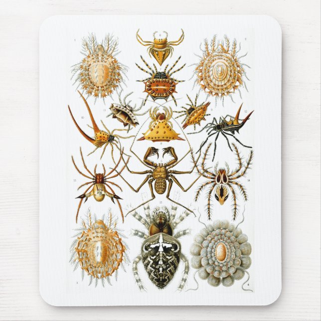 Arachnida (Spiders), Ernst Haeckel Fine Art Musmatta (Framsidan)