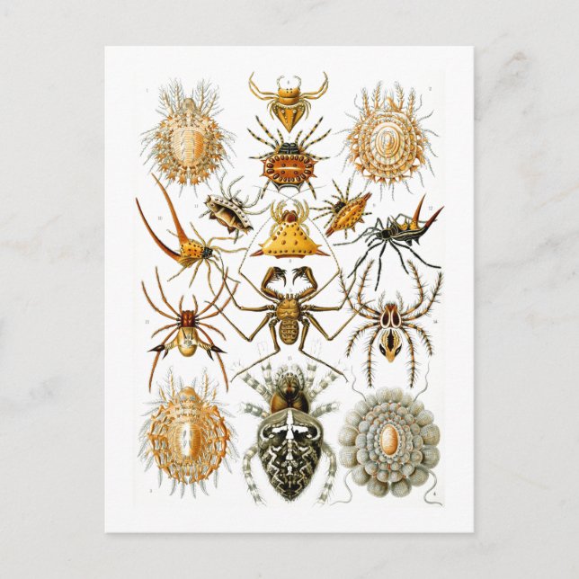 Arachnida (Spiders) Ernst Haeckel Fine Art Vykort (Framsida)