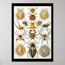 Arachnids av Ernest Haeckel poster