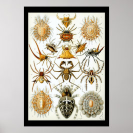 Arachnids av Ernest Haeckel poster