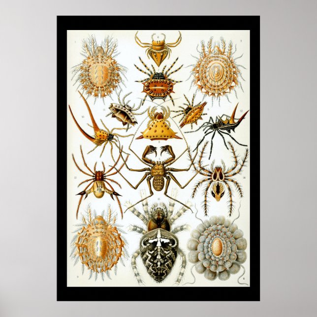 Arachnids av Ernest Haeckel poster (Framsidan)