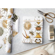 Arachnids by Haeckel vintage spider illustration