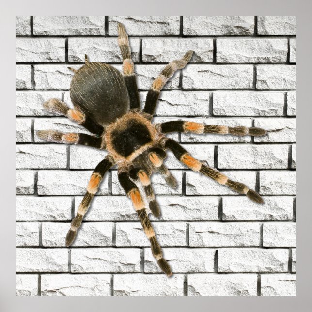 araignée mygale (Brachypelma smithi).  Poster (Framsidan)
