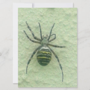 Araignee spinder