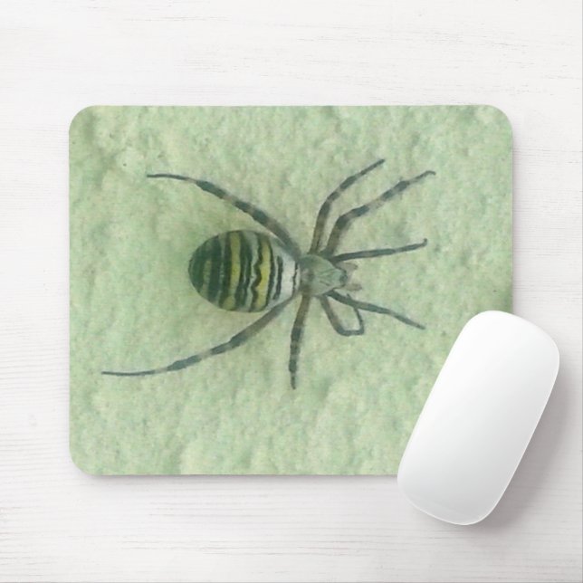 Araignee spinder musmatta (Med mus)