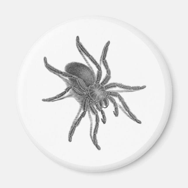 Aranea Avicularia, Black Cuban Spider Magnet (Framsidan)