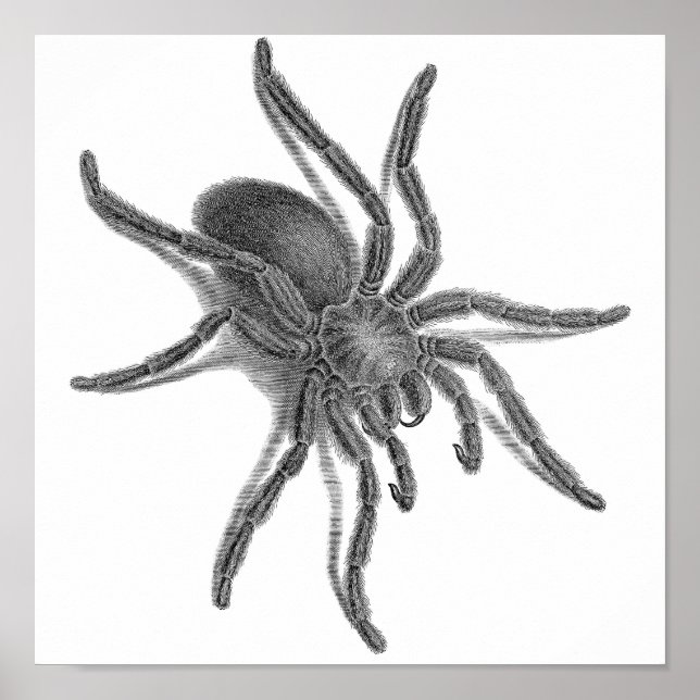 Aranea Avicularia, Black Cuban Spider Poster (Framsidan)