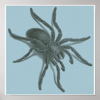 Aranea Avicularia, Black Cuban Spider Poster