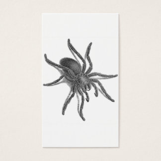 Aranea Avicularia, Black Cuban Spider Visitkort