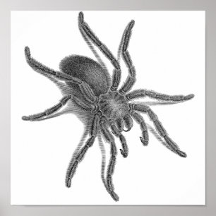 Aranea Avicularia, svart kubansk spindel Poster