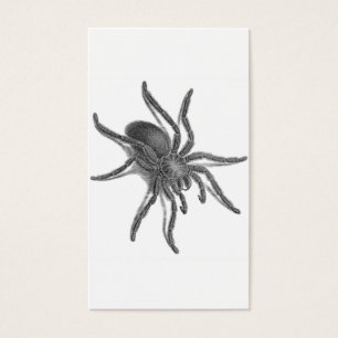 Aranea Avicularia, svart kubansk spindel Visitkort
