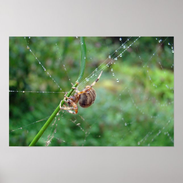 Araneus - Hjulspindel Poster (Framsidan)