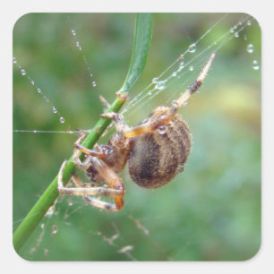 Araneus - Orb Weaver Spider Fyrkantigt Klistermärke