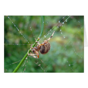 Araneus - Orb Weaver Spider Hälsningskort