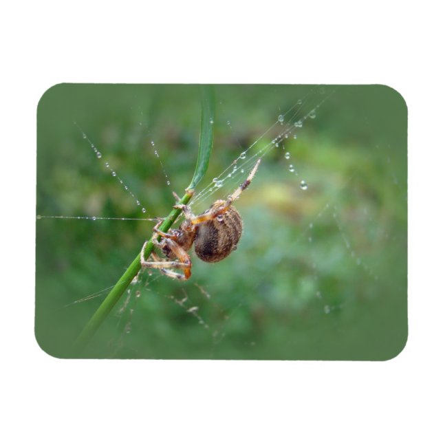 Araneus - Orb Weaver Spider Magnet (Horisontell)